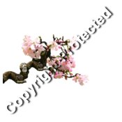 bonsai cherryblossom